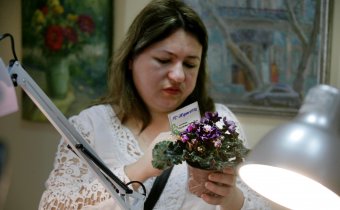 В ТЦ «Новый Привоз» проходит выставка фиалок, организованная клубом «Фиалковый мир»