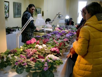 В ТЦ «Новый Привоз» проходит выставка фиалок, организованная клубом «Фиалковый мир»