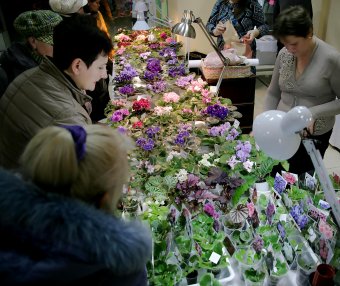 В ТЦ «Новый Привоз» проходит выставка фиалок, организованная клубом «Фиалковый мир»