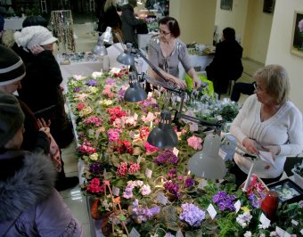 В ТЦ «Новый Привоз» проходит выставка фиалок, организованная клубом «Фиалковый мир»