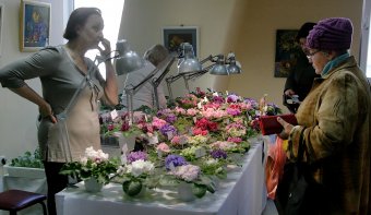 В ТЦ «Новый Привоз» проходит выставка фиалок, организованная клубом «Фиалковый мир»