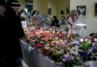 В ТЦ «Новый Привоз» проходит выставка фиалок, организованная клубом «Фиалковый мир»