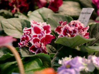 В ТЦ «Новый Привоз» проходит выставка фиалок, организованная клубом «Фиалковый мир»
