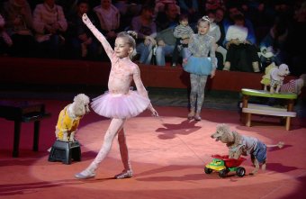 В Одесском цирке новая программа «Африканские львы»