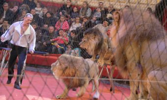 В Одесском цирке новая программа «Африканские львы»