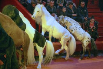 В Одесском цирке новая программа «Африканские львы»
