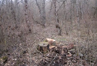 Под Одессой задержали нелегальных лесорубов (фото)