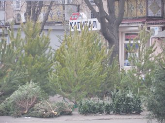 Вдвое дороже, чем год назад: В Одессе продают ёлки и сосны на любой вкус, размер и кошелёк