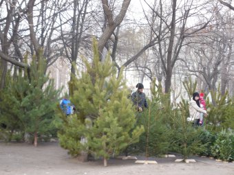 Вдвое дороже, чем год назад: В Одессе продают ёлки и сосны на любой вкус, размер и кошелёк