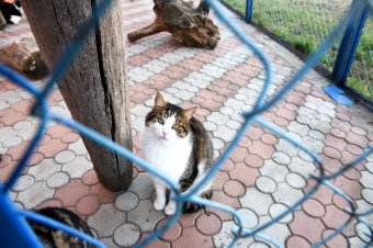 Праздник в Немецком приюте (фото)