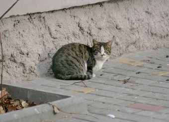 Одесские коты провожают старый год (фото)
