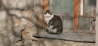 Одесские коты провожают старый год (фото)