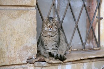 Одесские коты провожают старый год (фото)