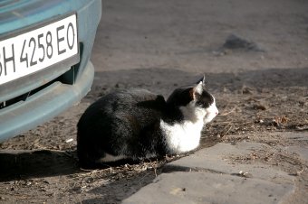 Одесские коты провожают старый год (фото)