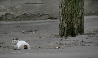 Одесские коты провожают старый год (фото)