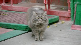 Одесские коты провожают старый год (фото)