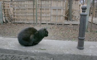 Одесские коты провожают старый год (фото)