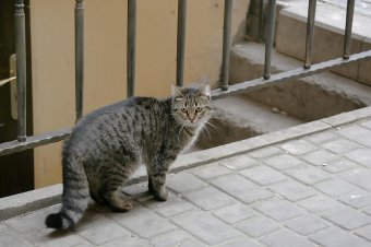 Одесские коты провожают старый год (фото)