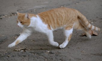 Одесские коты провожают старый год (фото)