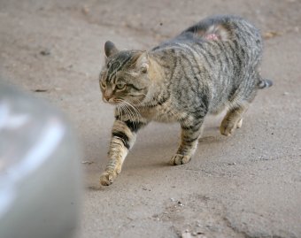 Одесские коты провожают старый год (фото)