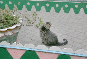 Одесские коты провожают старый год (фото)