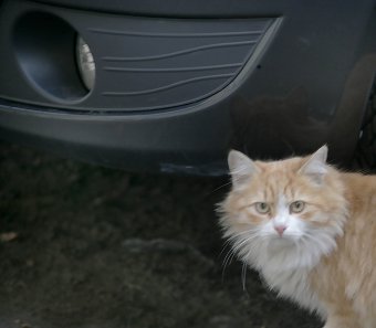 Одесские коты провожают старый год (фото)