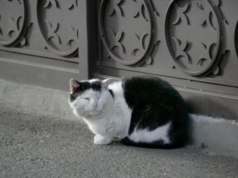 Одесские коты провожают старый год (фото)