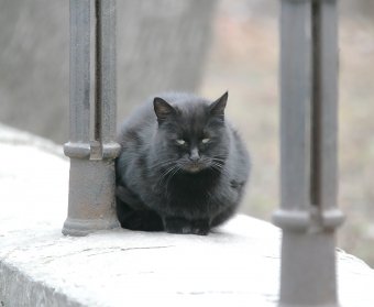 Одесские коты провожают старый год (фото)