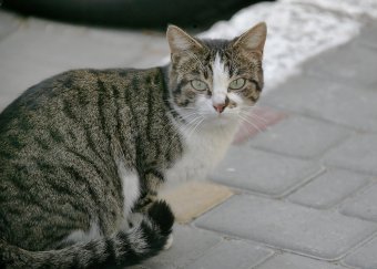 Одесские коты провожают старый год (фото)