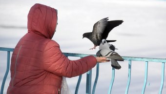 В парке Победы первый снег, и первый лед