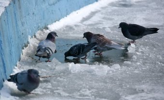 В парке Победы первый снег, и первый лед