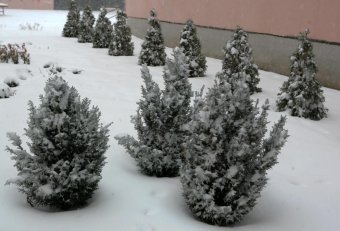 Снег в Одессе (фото)