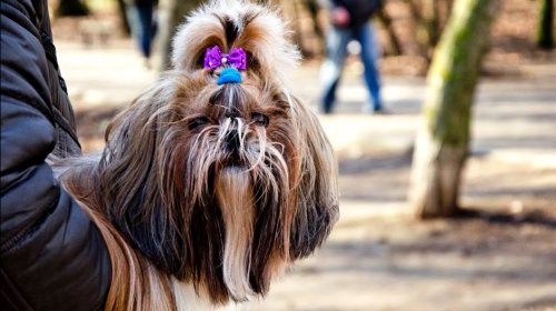 В Одесские парки пришла весна (фоторепортаж)
