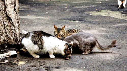 Odessit дарит женщинам котов: мартовская прогулка по городу (фоторепортаж)