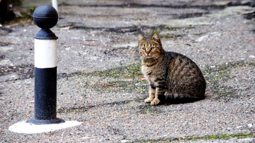 Odessit дарит женщинам котов: мартовская прогулка по городу (фоторепортаж)