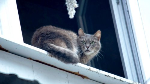 Odessit дарит женщинам котов: мартовская прогулка по городу (фоторепортаж)