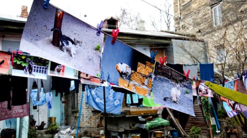 Odessit дарит женщинам котов: мартовская прогулка по городу (фоторепортаж)