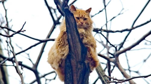 Odessit дарит женщинам котов: мартовская прогулка по городу (фоторепортаж)