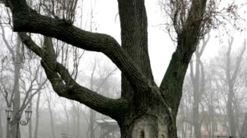 8 Марта: женщины, цветы, чувства и улыбки (фоторепортаж)