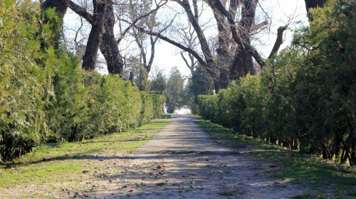 В Одесском ботаническом саду разрушается старинная оранжерея (фоторепортаж)