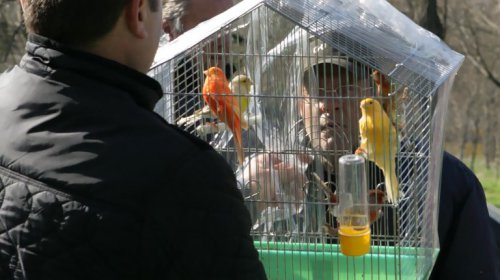 Голуби, куры и павлины: выставка птиц в Одессе (фоторепортаж)