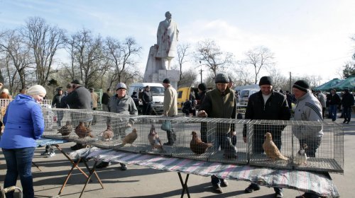 Голуби, куры и павлины: выставка птиц в Одессе (фоторепортаж)