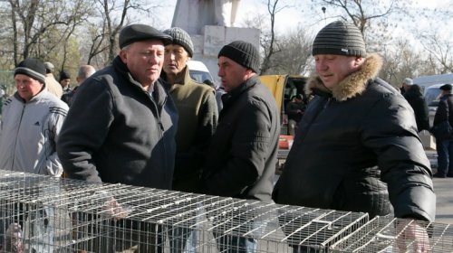 Голуби, куры и павлины: выставка птиц в Одессе (фоторепортаж)