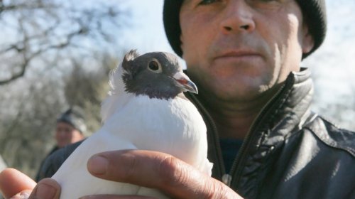 Голуби, куры и павлины: выставка птиц в Одессе (фоторепортаж)