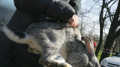 Голуби, куры и павлины: выставка птиц в Одессе (фоторепортаж)