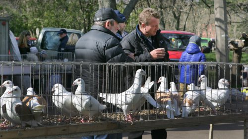Голуби, куры и павлины: выставка птиц в Одессе (фоторепортаж)