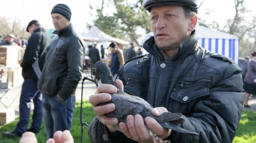 Голуби, куры и павлины: выставка птиц в Одессе (фоторепортаж)