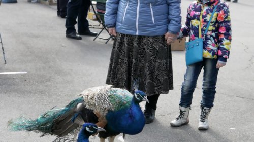 Голуби, куры и павлины: выставка птиц в Одессе (фоторепортаж)