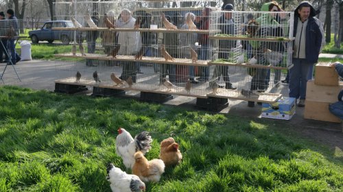 Голуби, куры и павлины: выставка птиц в Одессе (фоторепортаж)