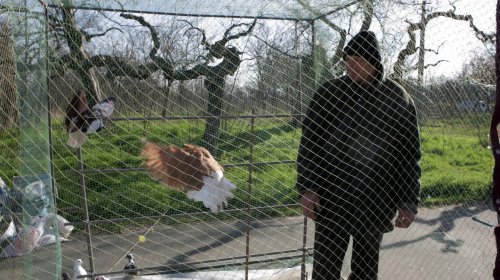 Голуби, куры и павлины: выставка птиц в Одессе (фоторепортаж)